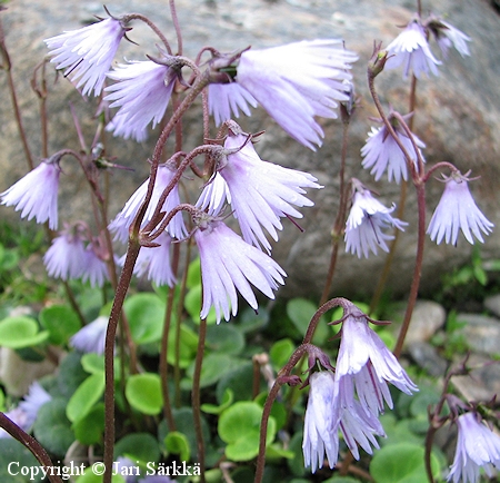 Soldanella alpina, niittyalppikello